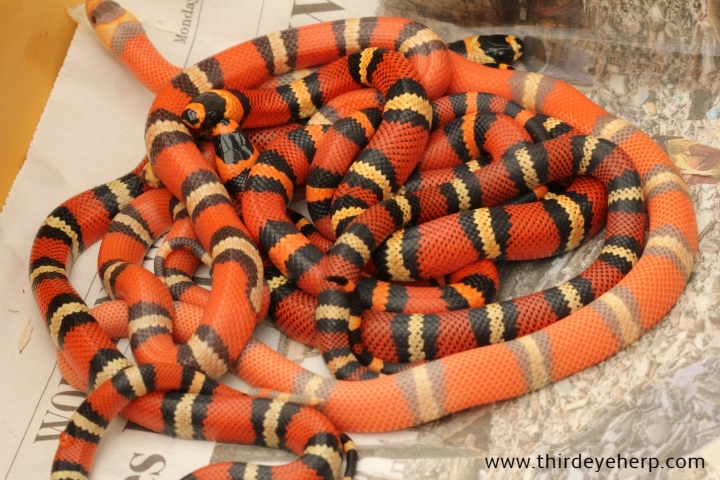 Honduran Milk Snakes